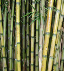 SCREENING BAMBOO